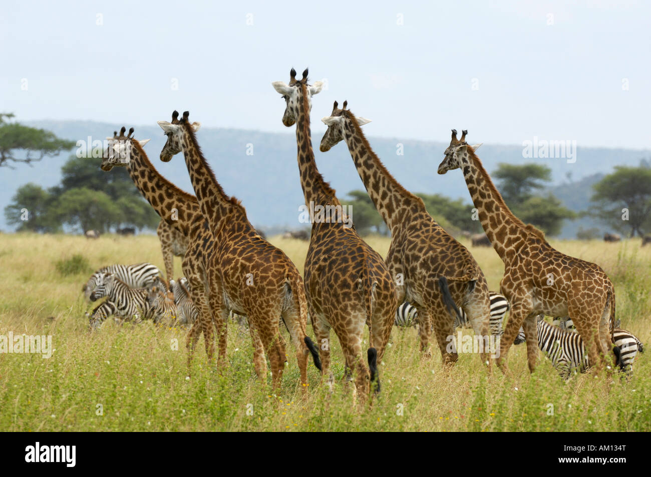 Masai-Giraffen (Giraffe Giraffe), Herde mit Zebras, Serengeti, Tansania Stockfoto