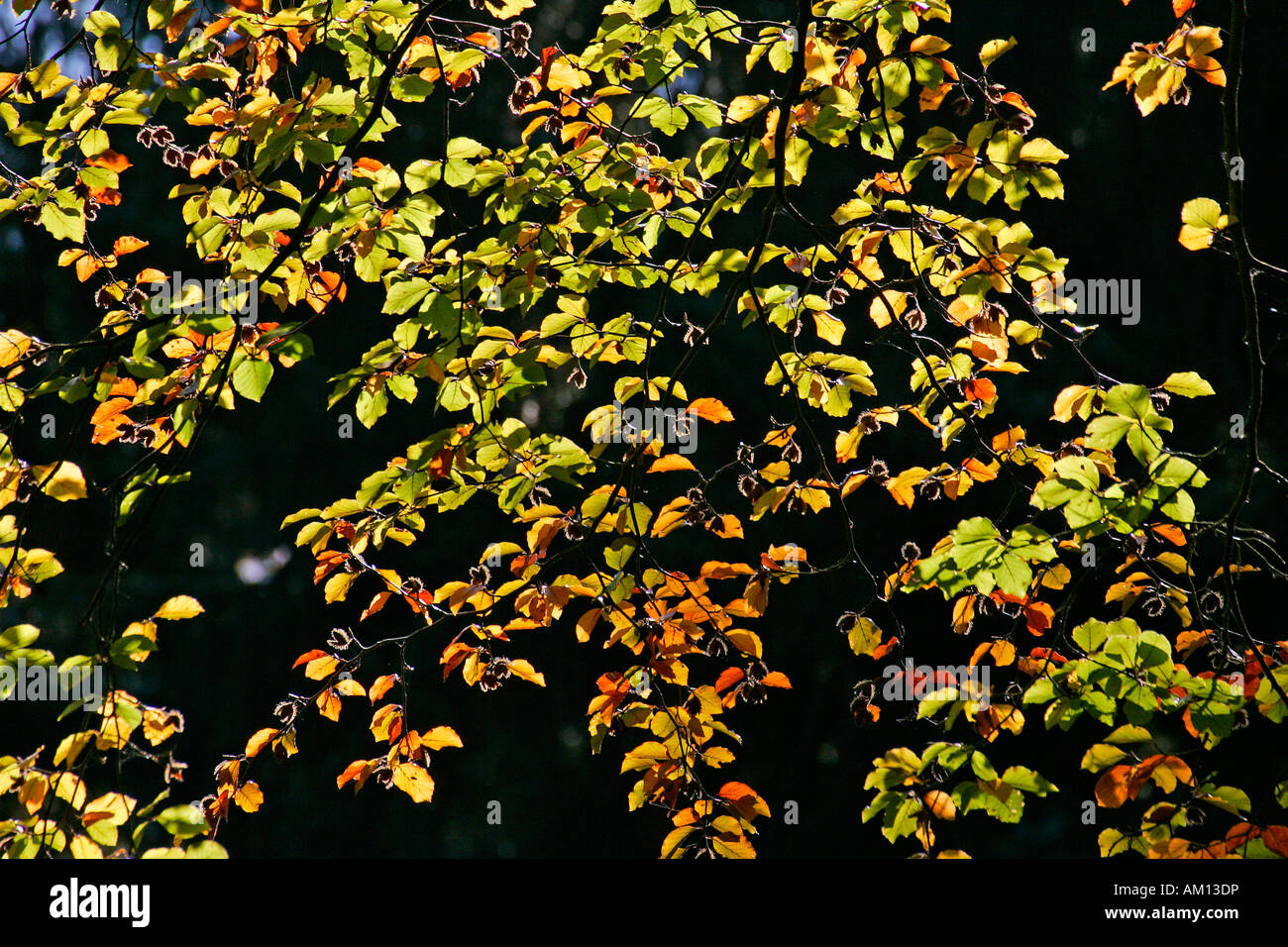 Rotbuche - Buche - Blätter in Herbstfärbung - bunte Laub (Fagus Sylvatica) Stockfoto