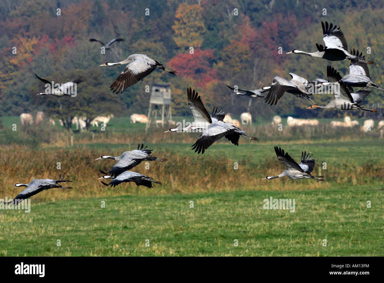 Fliegende gemeinsamen Kraniche (Grus Grus) - Vorpommersche Boddenlandschaft, Mecklenburg-Western Pomerania, Deutschland, Europa, Stockfoto