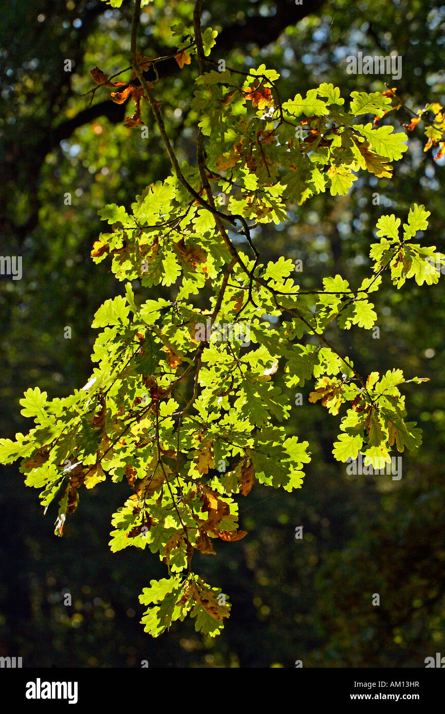 Alte englische Eiche - pedunculate Eiche - Blätter in Herbstfärbung - buntes Laub Stockfoto