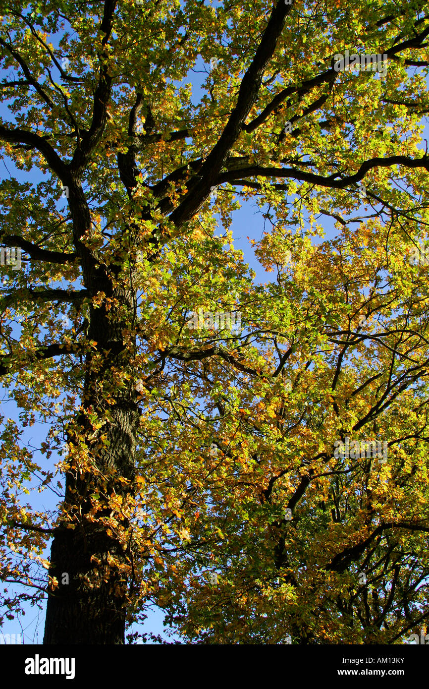 Alte englische Eiche - pedunculate Eiche - Blätter in Herbstfärbung - buntes Laub Stockfoto