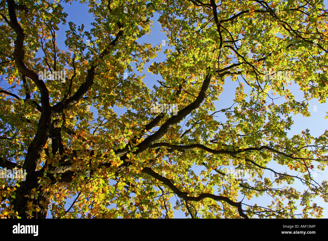 Alte englische Eiche - pedunculate Eiche - Blätter in Herbstfärbung - buntes Laub Stockfoto