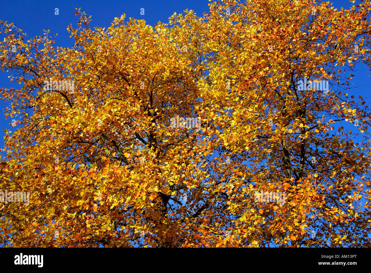 Tulpenbaum - Blätter in Herbstfärbung - bunte Laub (Liriodendron Tulipifera) Stockfoto