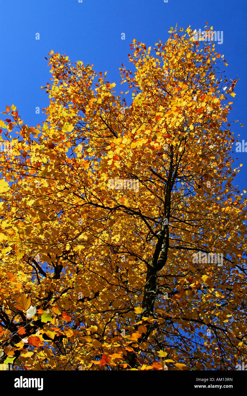 Tulpenbaum - Blätter in Herbstfärbung - bunte Laub (Liriodendron Tulipifera) Stockfoto