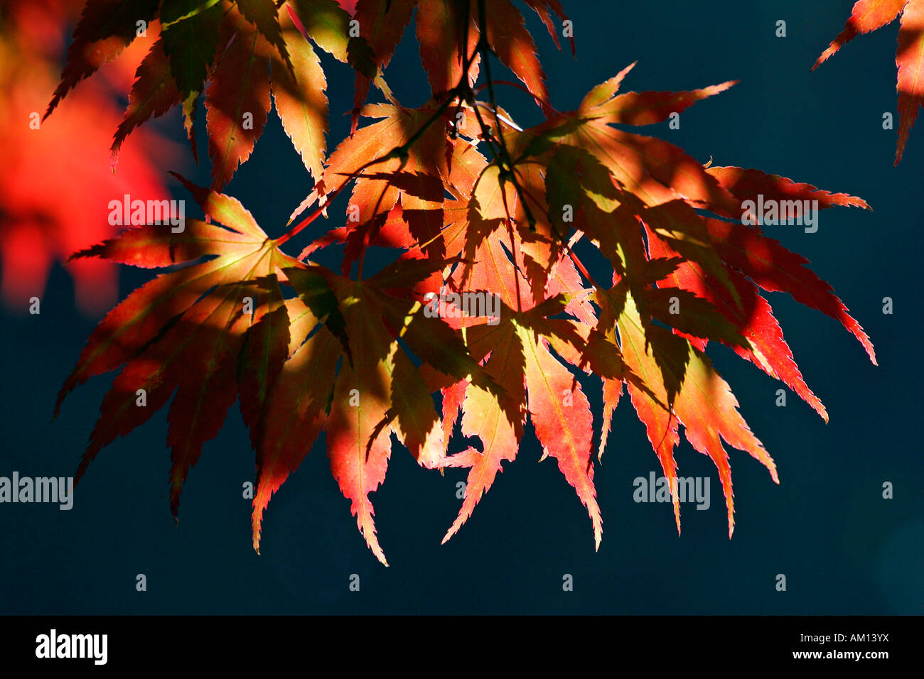 Japanischer Ahorn - Blätter in Herbstfärbung - bunte Laub (Acer Palmatum Sorte) Stockfoto
