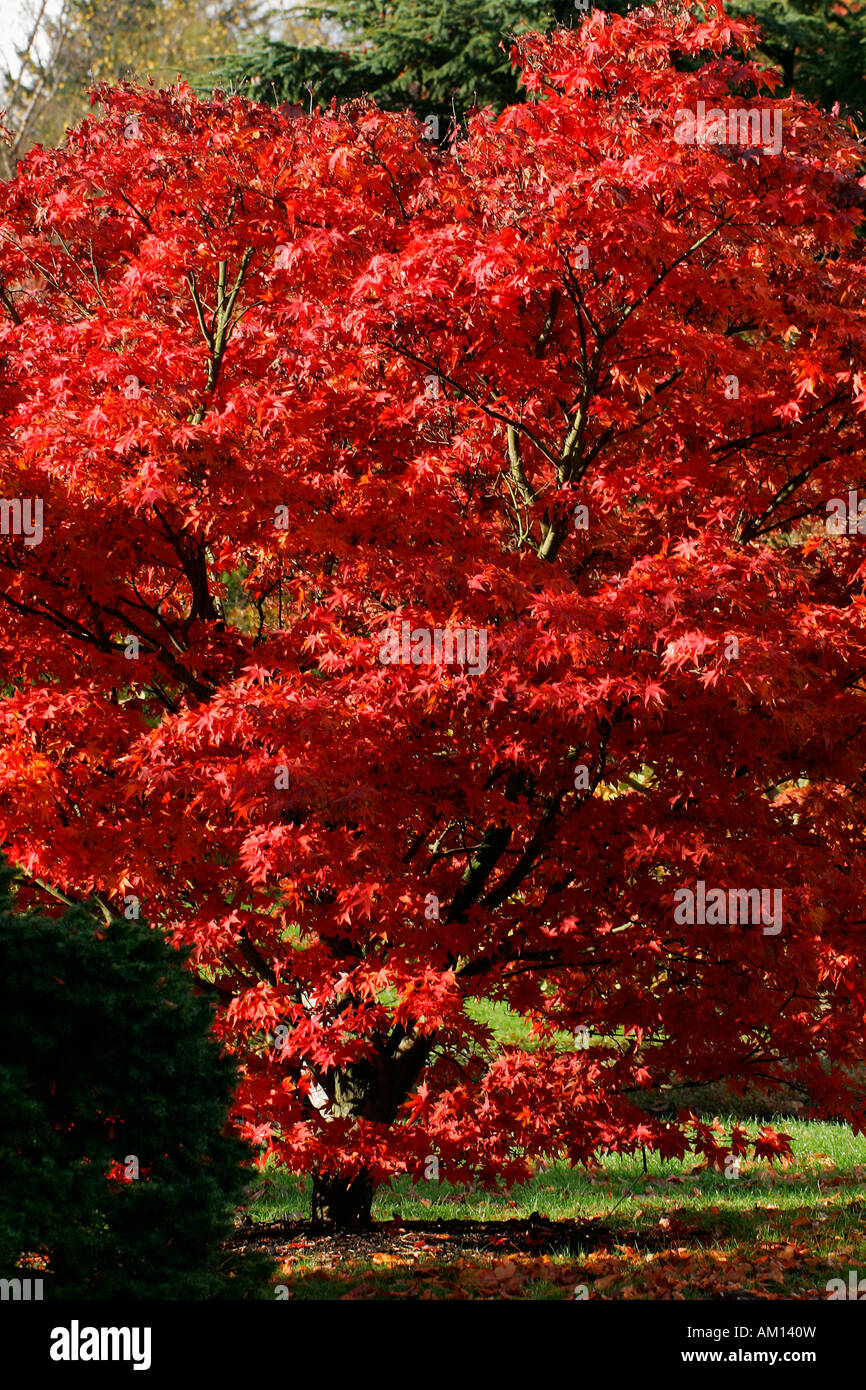 Japanischer Ahorn-Sorte Ozakazuki - Blätter in roter Herbstfärbung - bunte Laub (Acer Palmatum Sorte Ozakazuki) Stockfoto