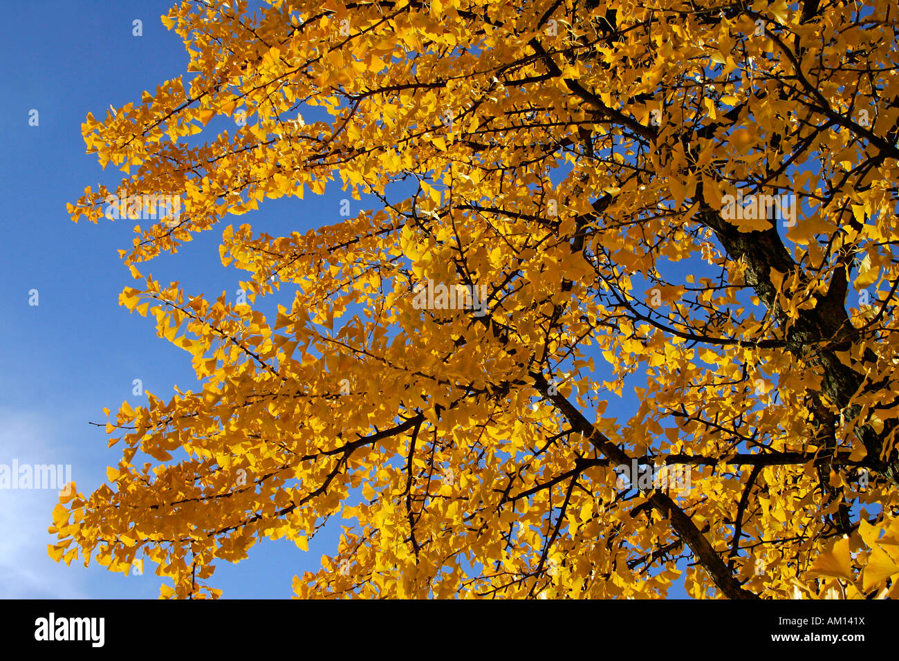 Ginkgo-Baum-tausend Baum - Blätter im Herbst Farben - gelb Laub (Ginkgo Biloba) Stockfoto