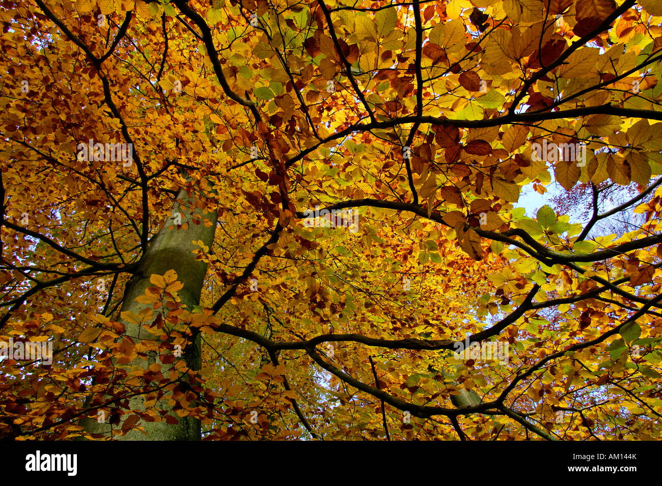 Gemeinsamen Buche - Buche - Buche Hain - Blätter in Herbstfärbung - bunte Laub (Fagus Sylvatica) Stockfoto