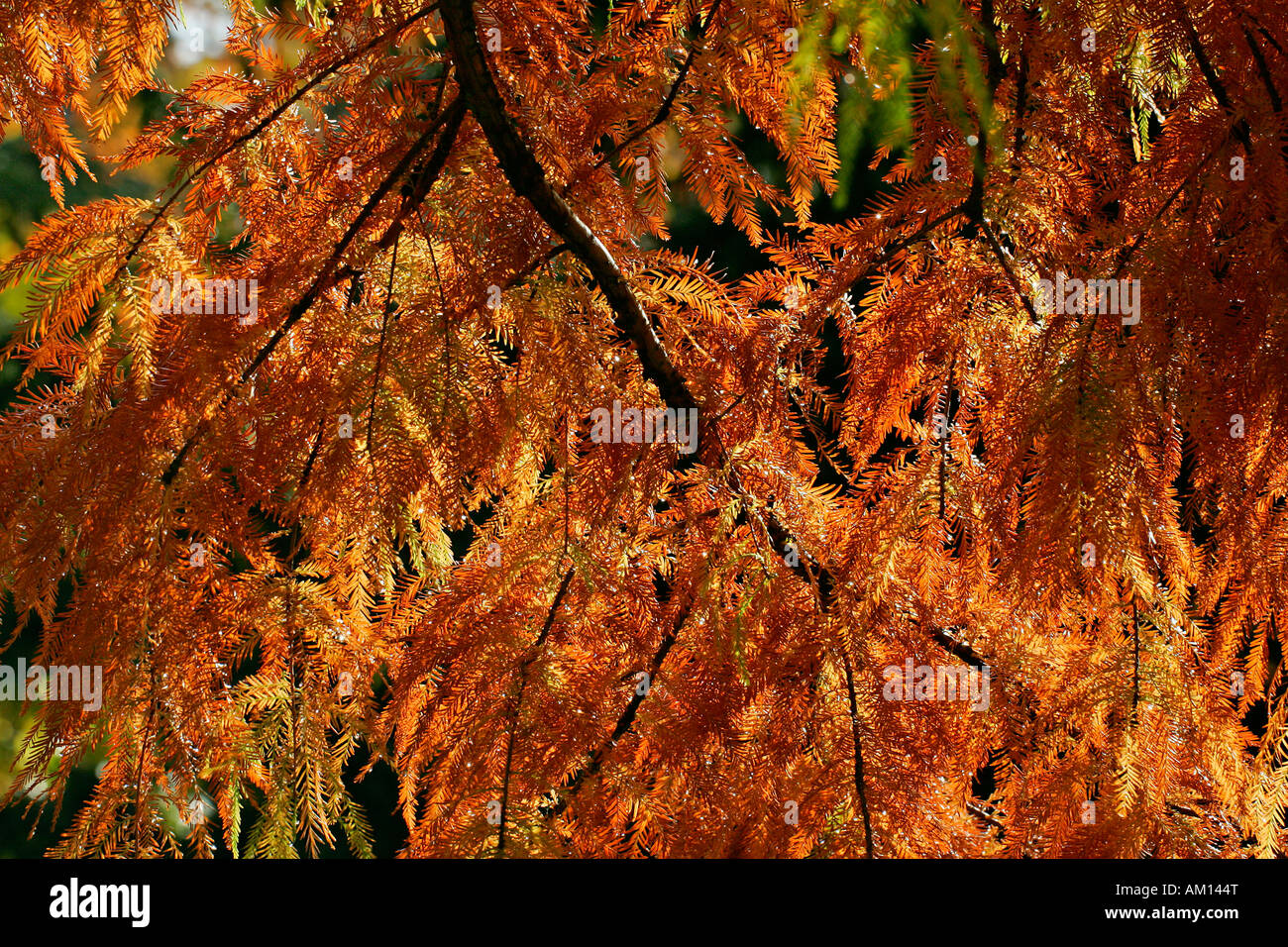 Teich Cypress var Nutans in Herbstfarben (Taxodium Ascendens var. Nutans). Stockfoto