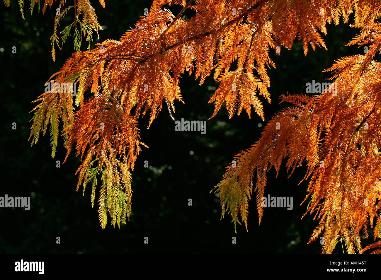 Teich Cypress var Nutans in Herbstfarben (Taxodium Ascendens var. Nutans). Stockfoto