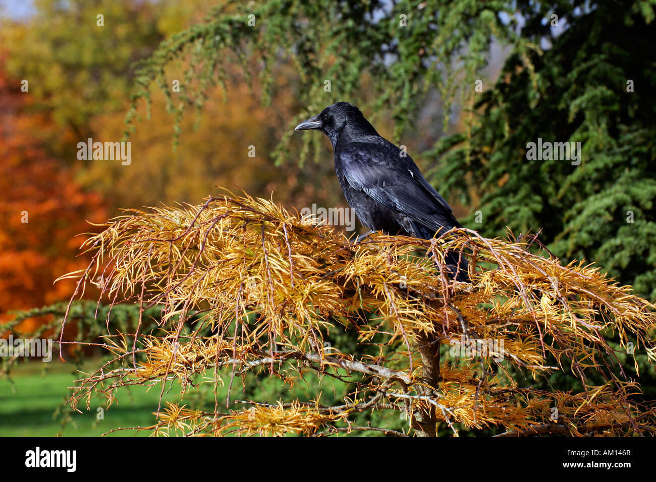 AAS-Krähe saß auf einem Baum (Corvus Corone Corone) Stockfoto