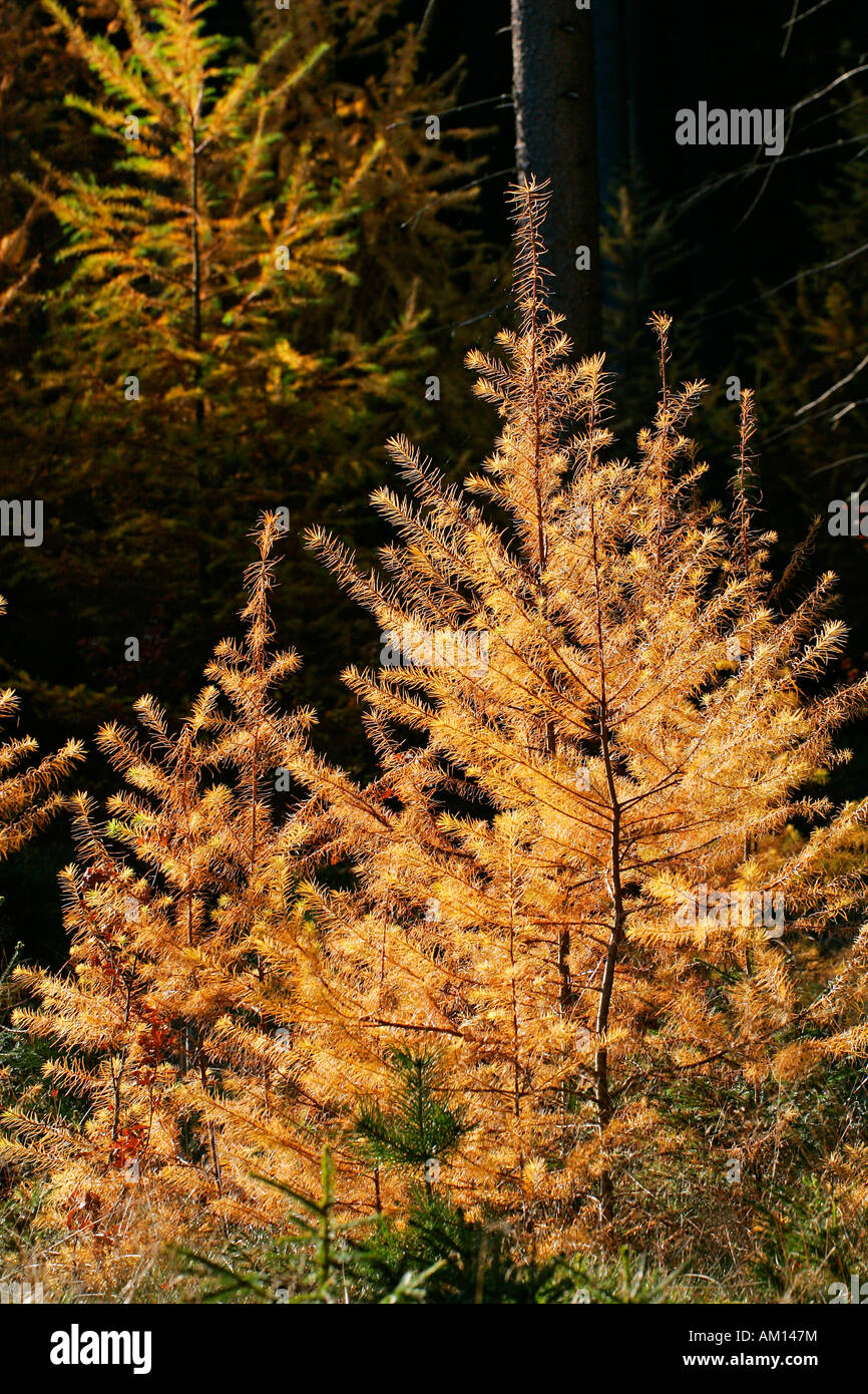 -Europäische Lärchen - Lärchennadeln in goldenen Herbstfarben (Larix Decidua) Stockfoto