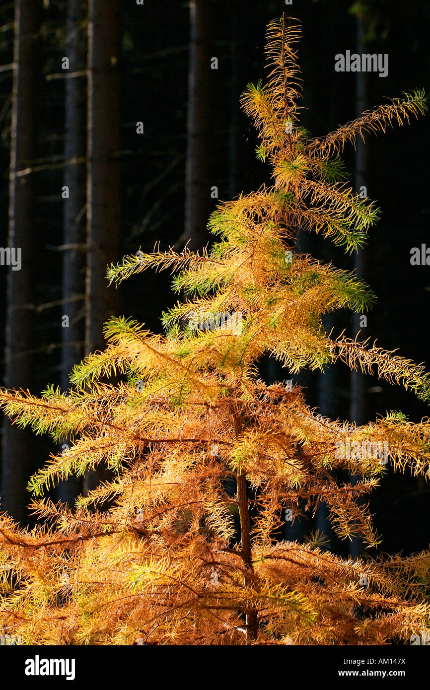 Europäische Lärche - Nadeln in Herbstfarben (Larix Decidua) Stockfoto
