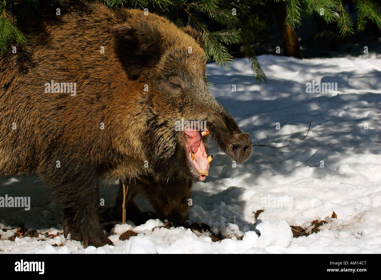Gähnende Wildschwein im Winter (Sus Scrofa) Stockfoto