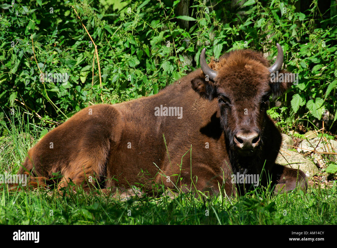 Junge Bison - Wisent (Bison Bonasus) Stockfoto