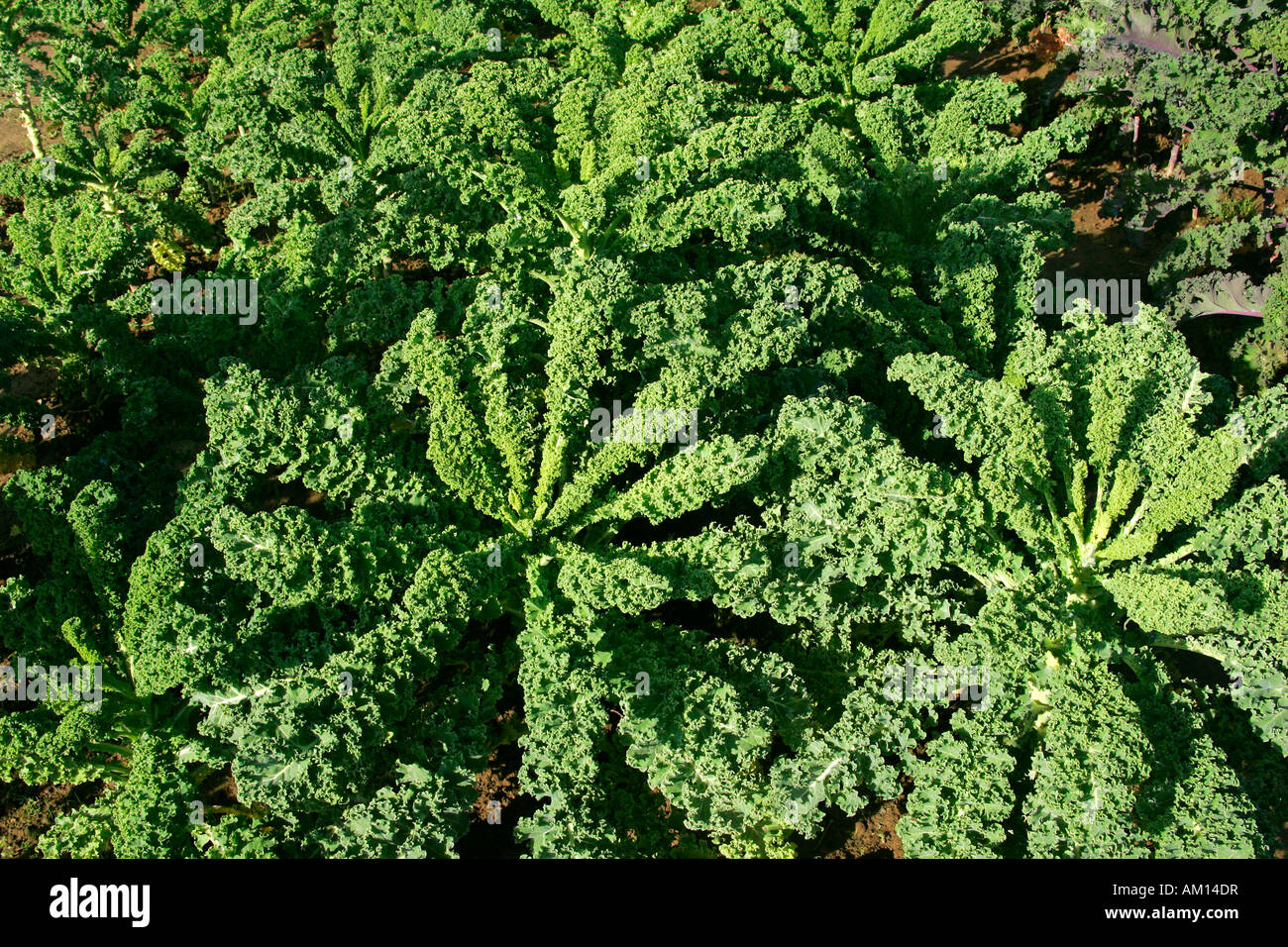 Grüne Grünkohl - wird - Kohl - Gemüse (Brassica Oleracea var. Sabellica) Stockfoto