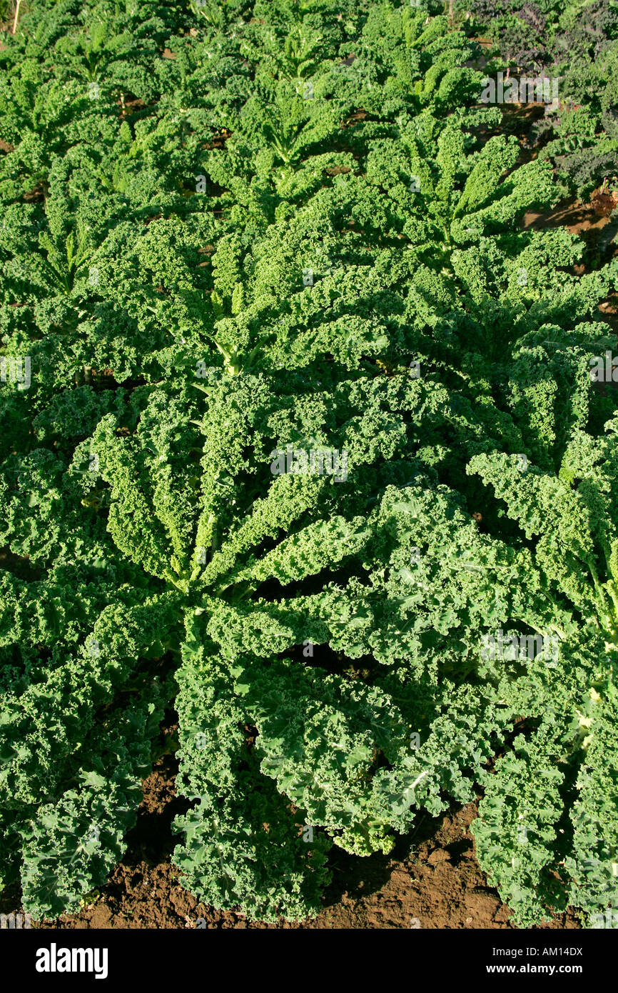 Grüne Grünkohl - wird - Kohl - Gemüse (Brassica Oleracea var. Sabellica) Stockfoto