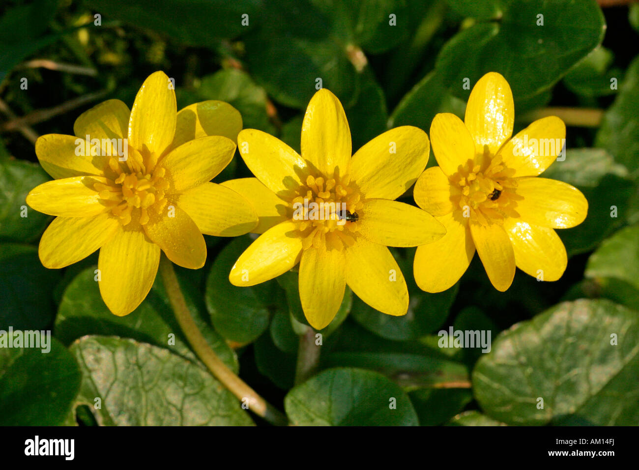 Blüte Scharbockskraut - kleinen Schöllkraut (Ranunculus Ficaria) Stockfoto