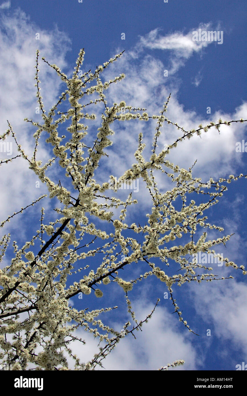 Blühende Blackthorn - Schlehe (Prunus Spinosa) Stockfoto
