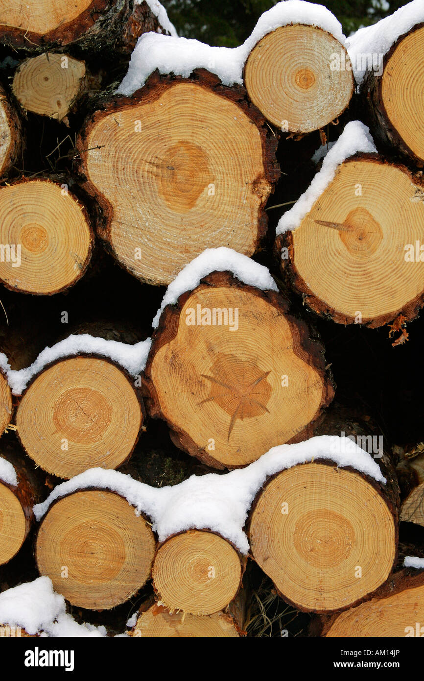 Schneebedeckte Stapel Holz - Föhre - Scots Kiefer - Holz Weichholz - Nadelholz (Pinus Sylvestris) Stockfoto