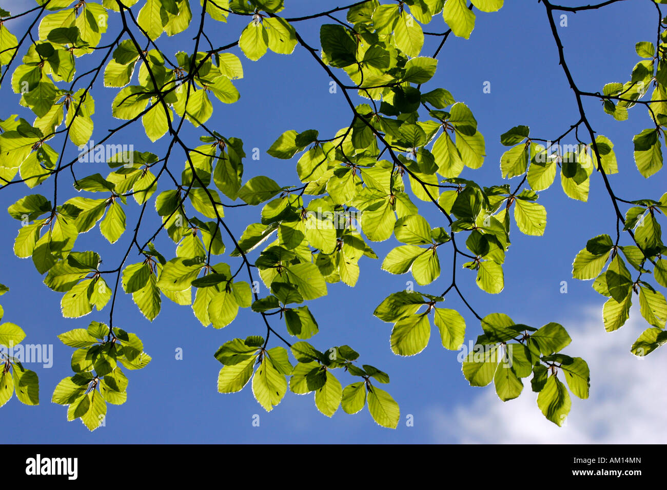 Rotbuche - Buche - Blätter im Frühjahr (Fagus Sylvatica) Stockfoto