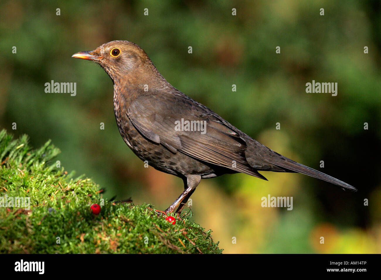 Blackbird - weibliche (Turdus Merula) Stockfoto