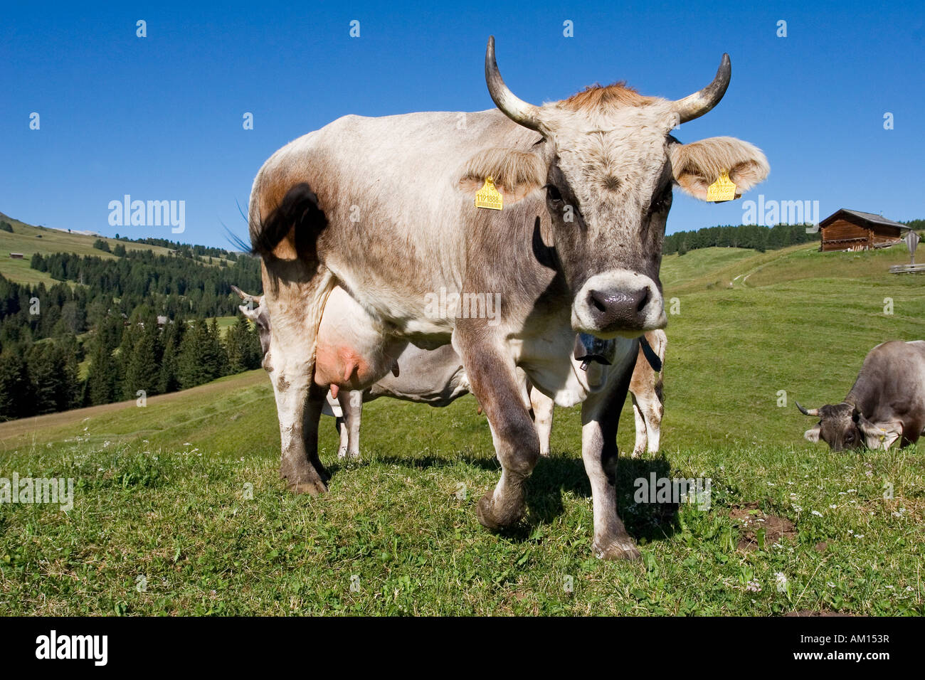 Kuh auf einer Wiese, Seiser Alm, Südtirol, Italien Stockfoto