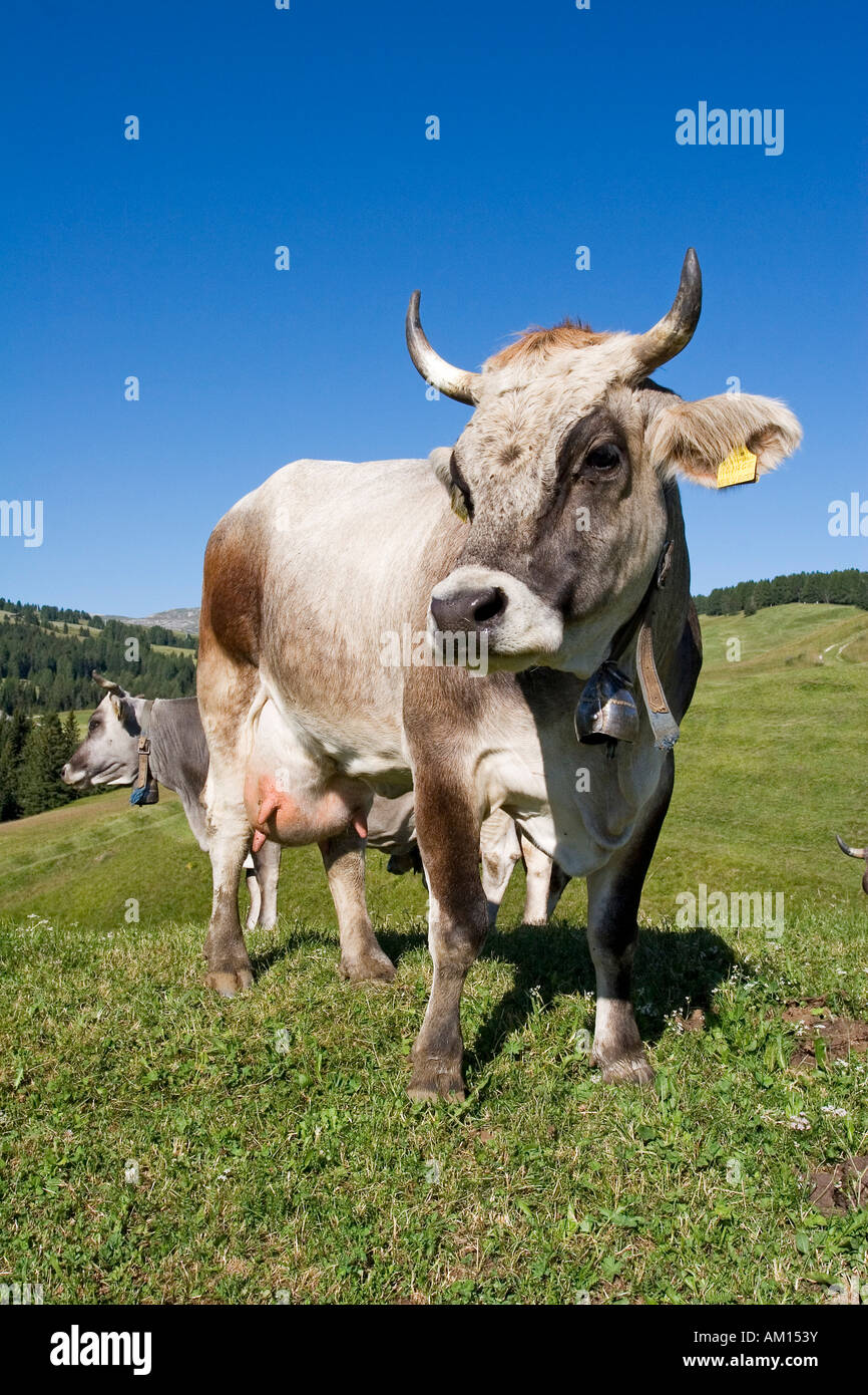Kuh auf einer Wiese, Seiser Alm, Südtirol, Italien Stockfoto