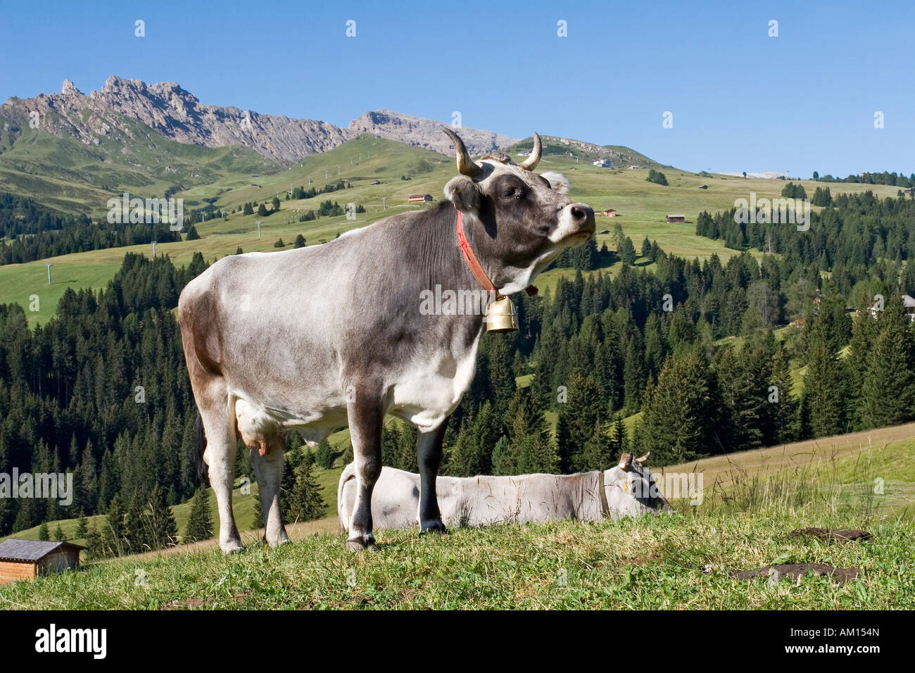 Kühe auf der Wiese, Seiser Alm, Südtirol, Italien Stockfoto