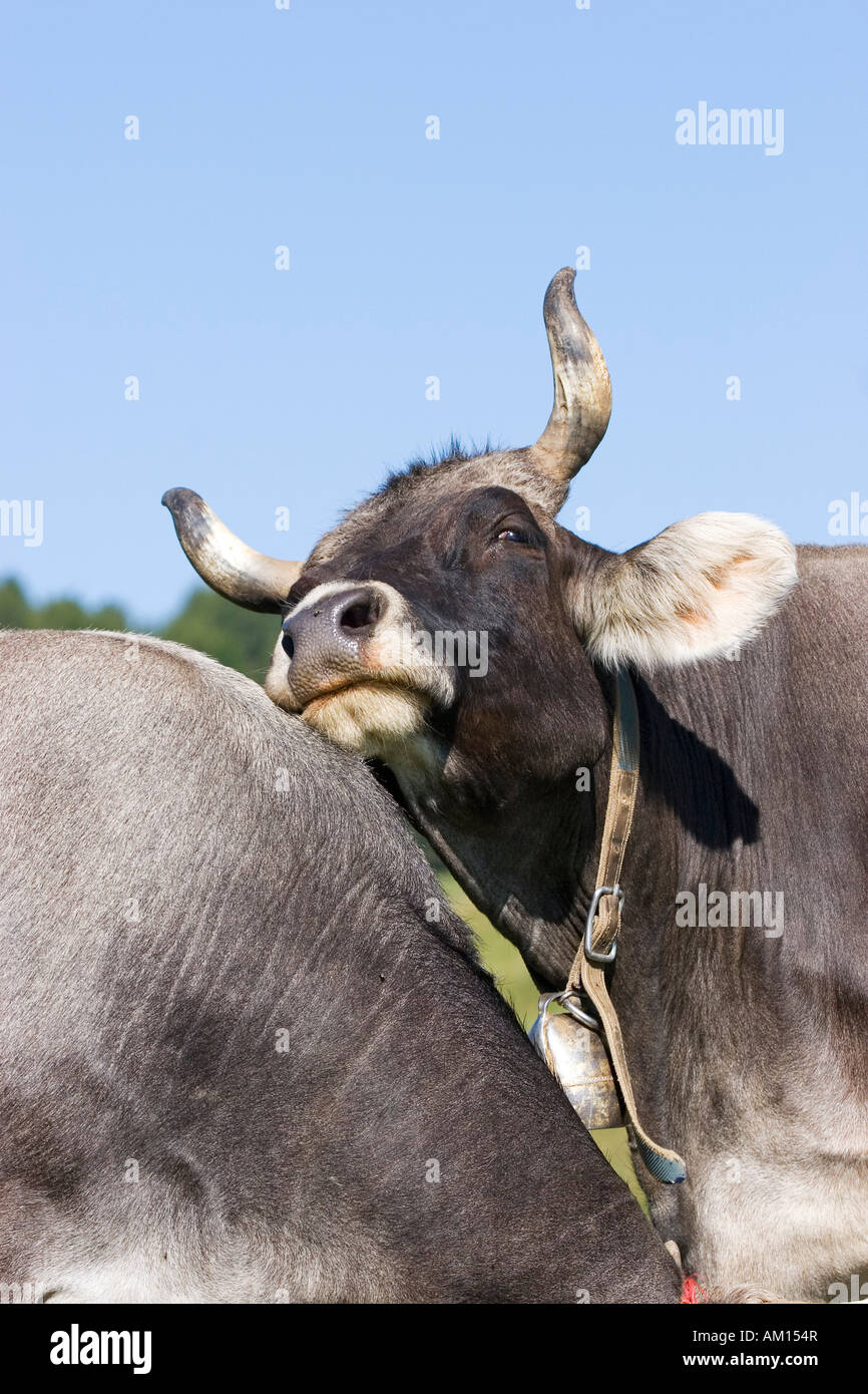 Liebevolle Kühe, Seiser Alm, Südtirol, Italien Stockfoto