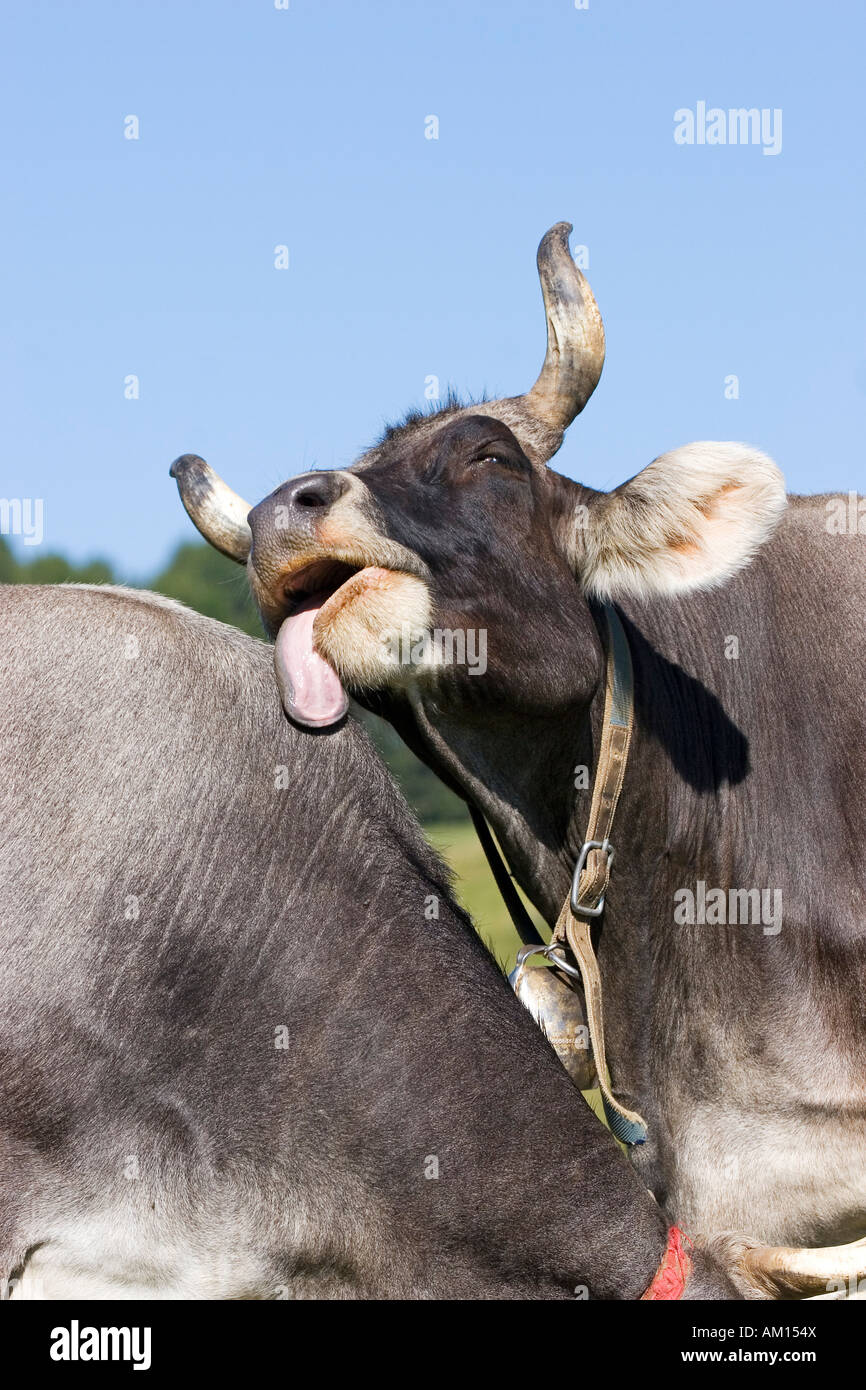 Kuh leckt eine andere Kuh, Seiser Alm, Südtirol, Italien Stockfoto