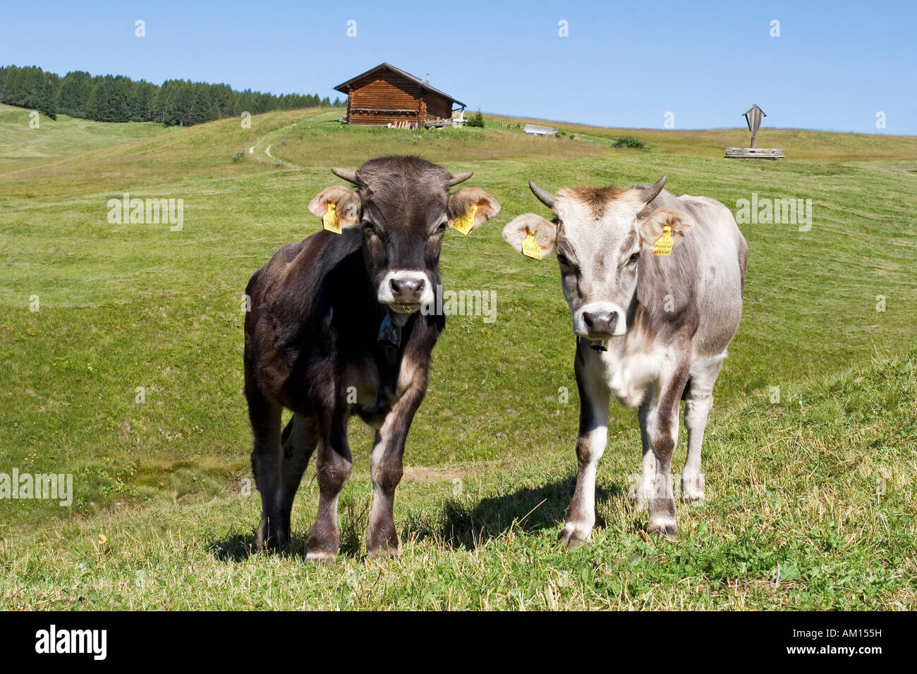 Zwei Kälber auf einer Wiese, Seiser Alm, Südtirol, Italien Stockfoto