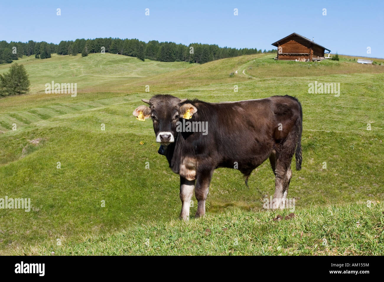 Kalb auf einer Wiese, Seiser Alm, Südtirol, Italien Stockfoto
