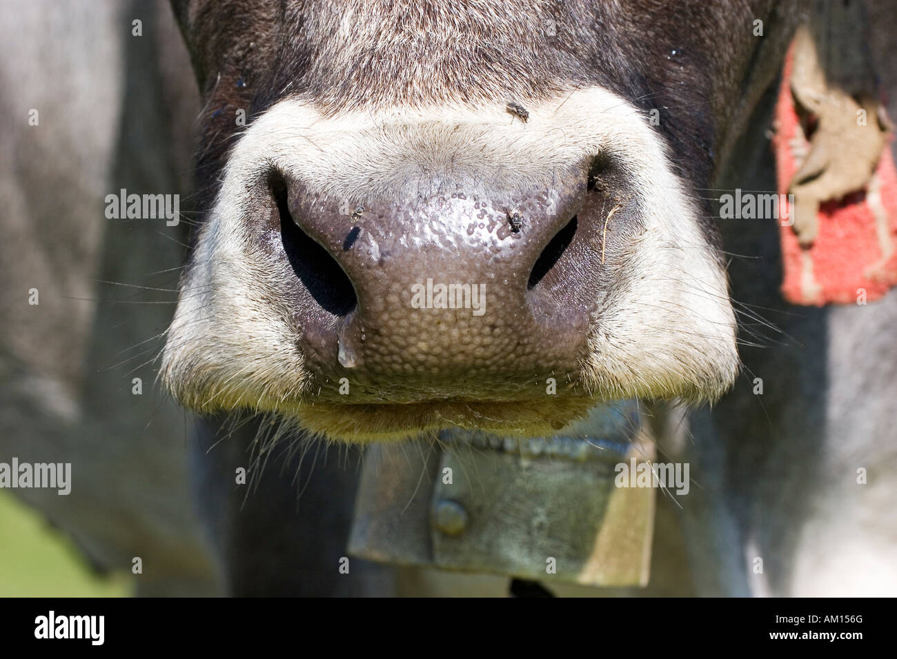 Schnauze einer Kuh, Seiser Alm, Südtirol, Italien Stockfoto
