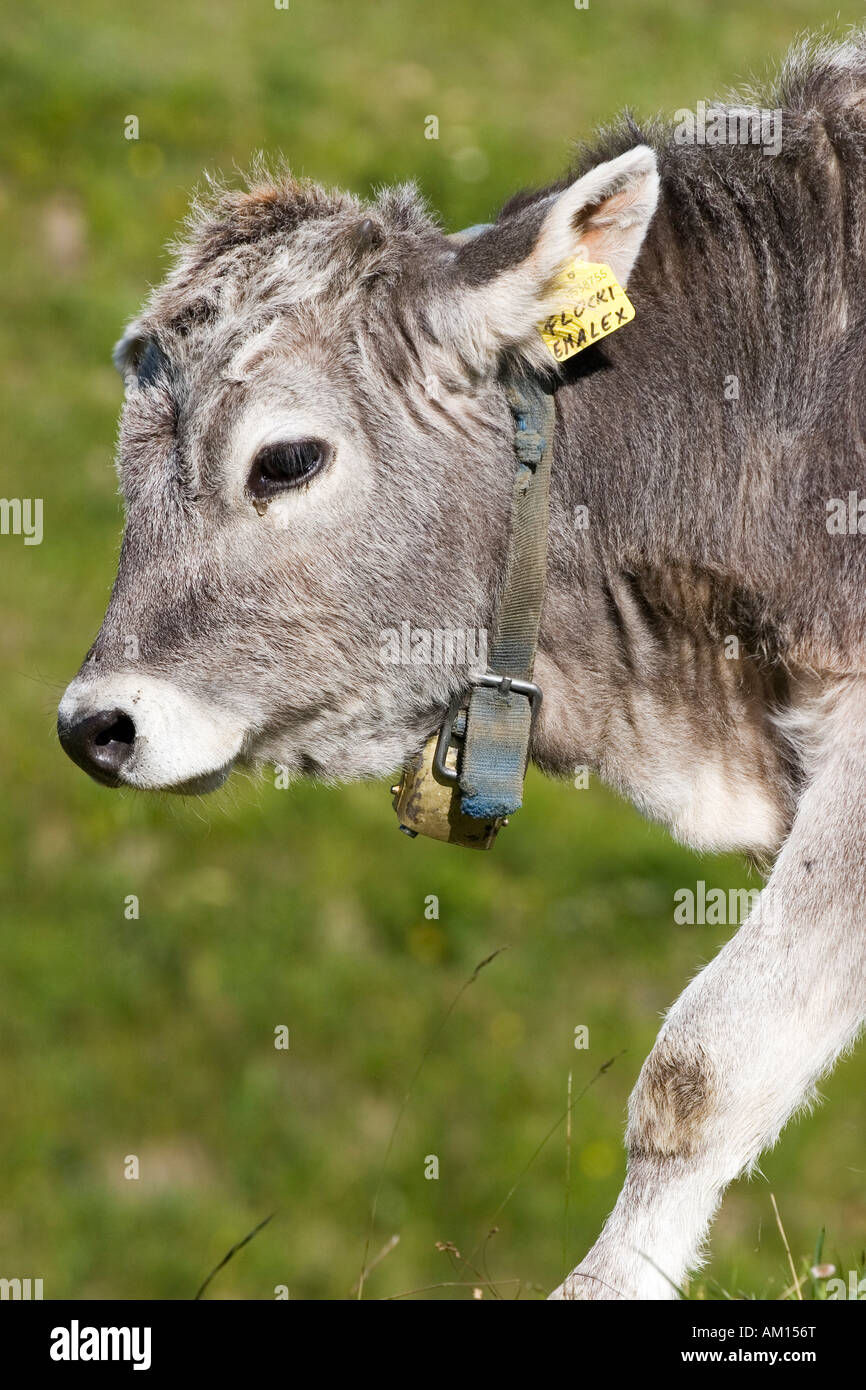 Porträt eines Kalbes auf einer Wiese, Seiser Alm, Südtirol, Italien Stockfoto