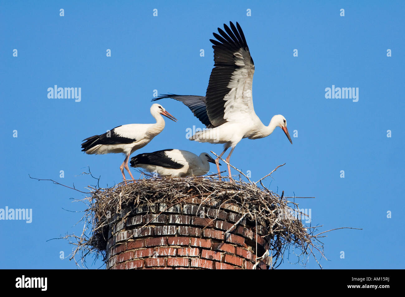 Junge weiße Störche (Ciconia Ciconia) in ihrem Nest, Deutschland fliegen üben Stockfoto