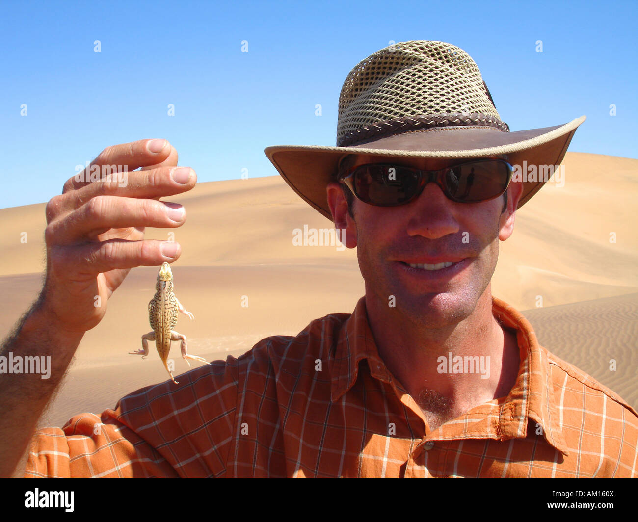 Schaufel Snouted Lizard Eidechse/Sand Tauchen beißt einen Mann in seinen Finger, Namib-Wüste in der Nähe von Swakopmund, Namibia Stockfoto