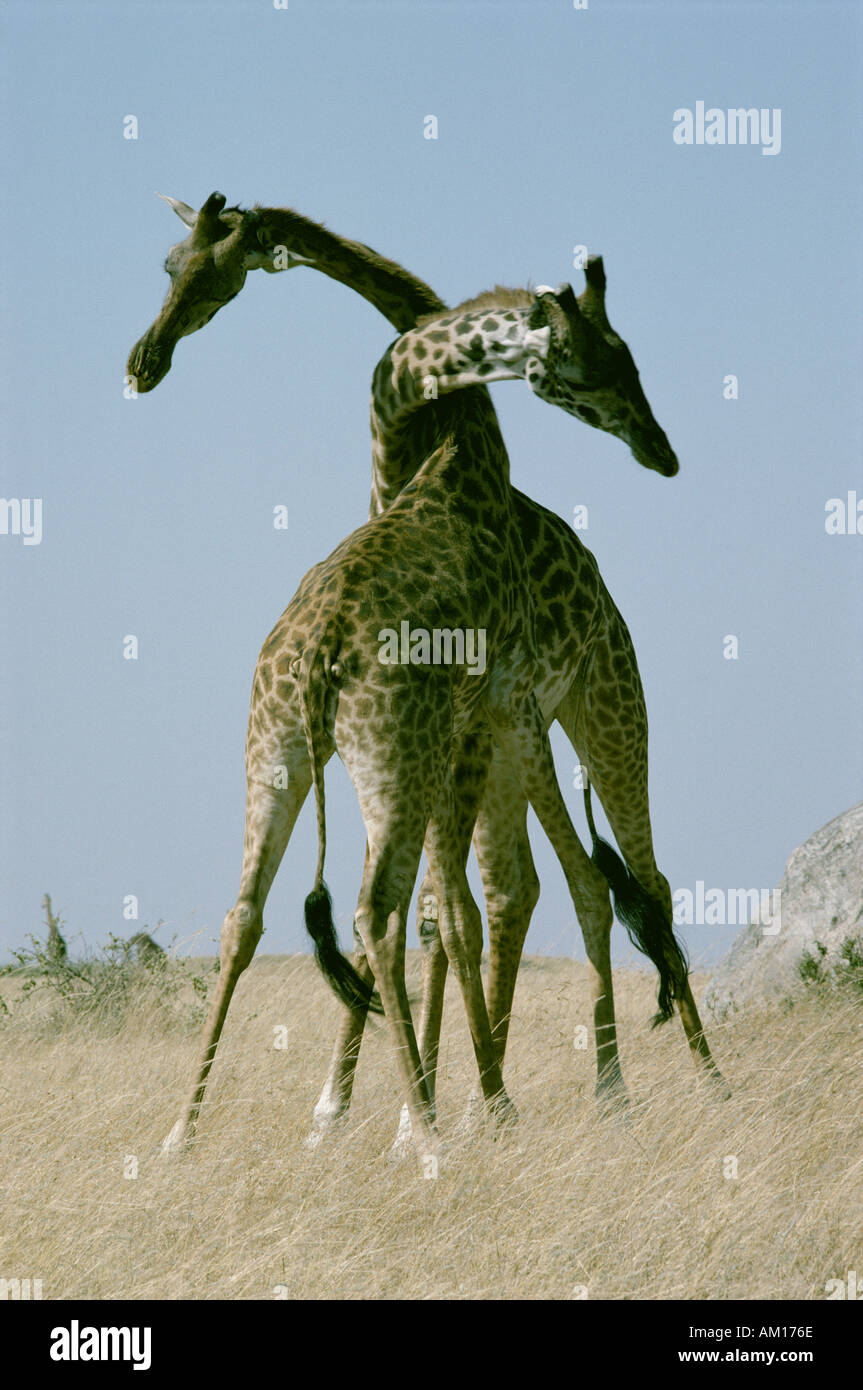 Masai-Giraffe kämpfen oder Einschnürung Stockfoto