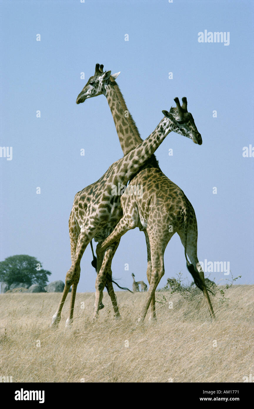 Masai-Giraffe kämpfen oder Einschnürung Stockfoto