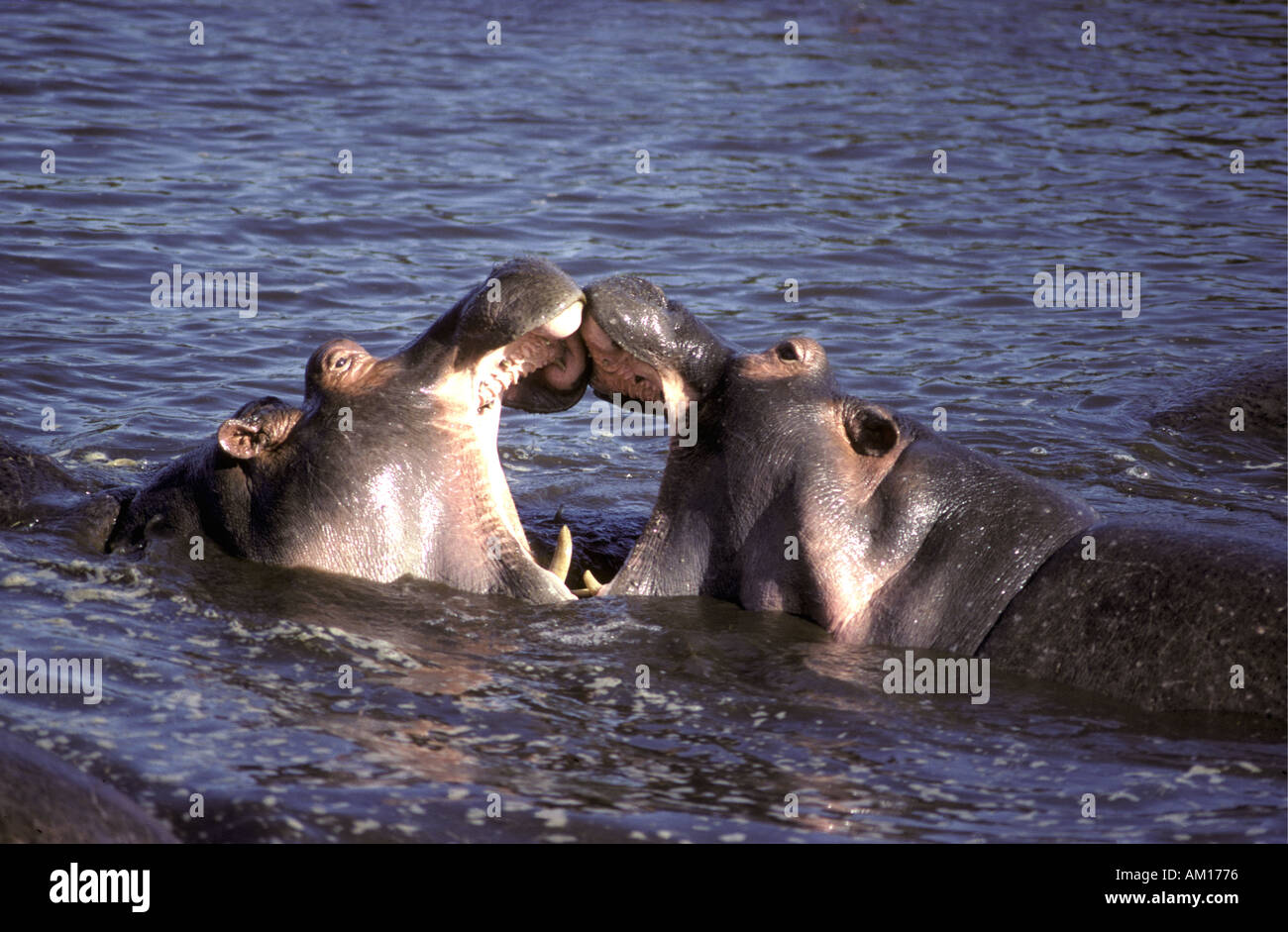 Männliche Flusspferde Streit um Paarung Rechte Ngorongoro Krater nördlichen Tansania Ostafrika Stockfoto
