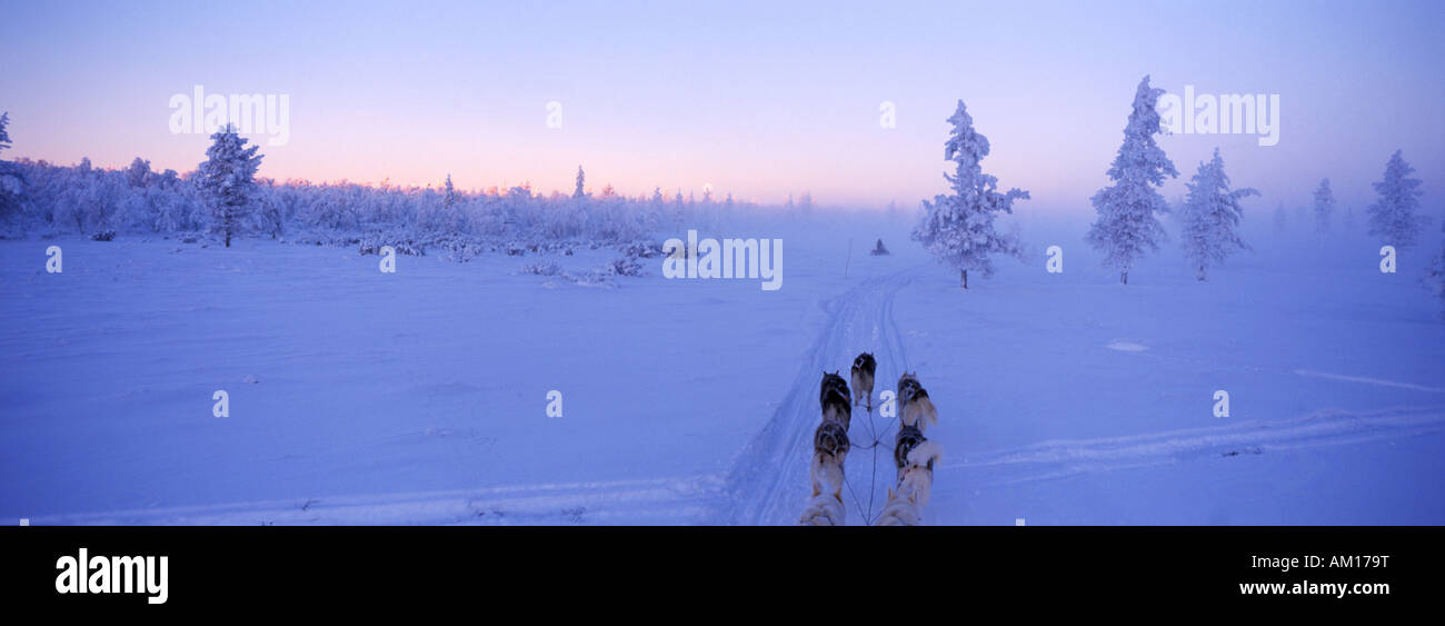 Rodeln Sie mit Huskys, Lappland Stockfoto