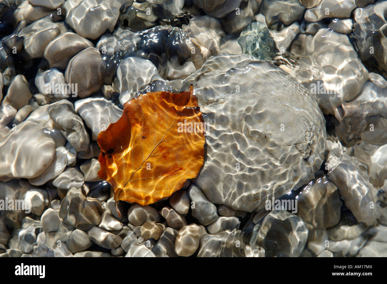 Steinen und Herbst Blatt im Wasser Stockfoto