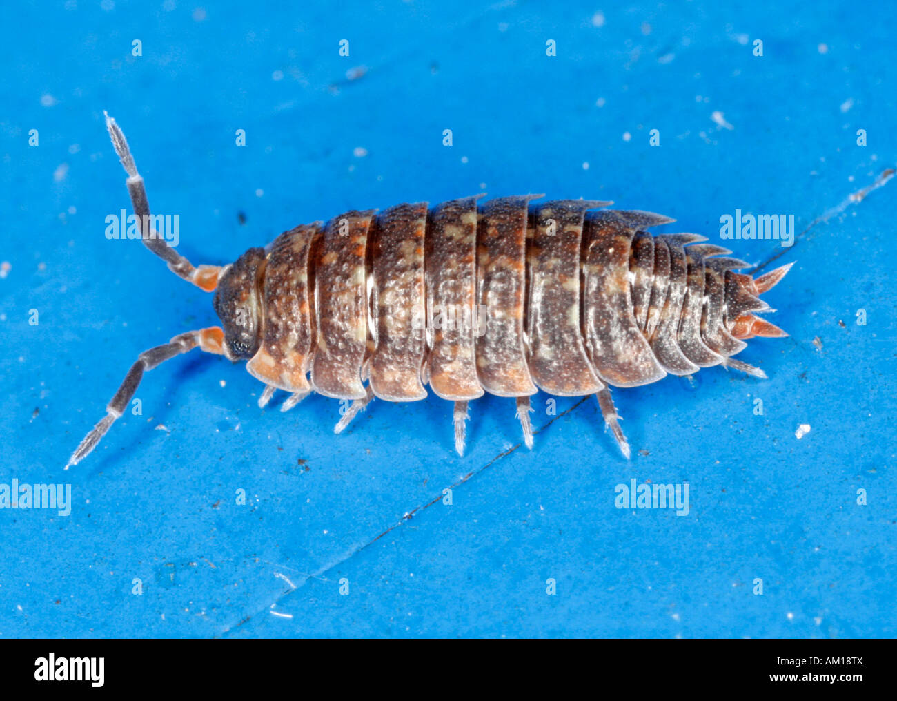 Käfer auf blauem Grund Stockfoto