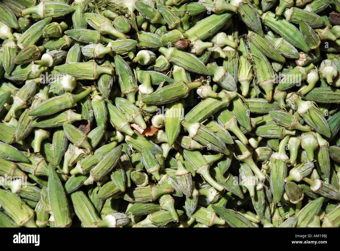 Okra (Abelmoschus Esculentus) Stockfoto