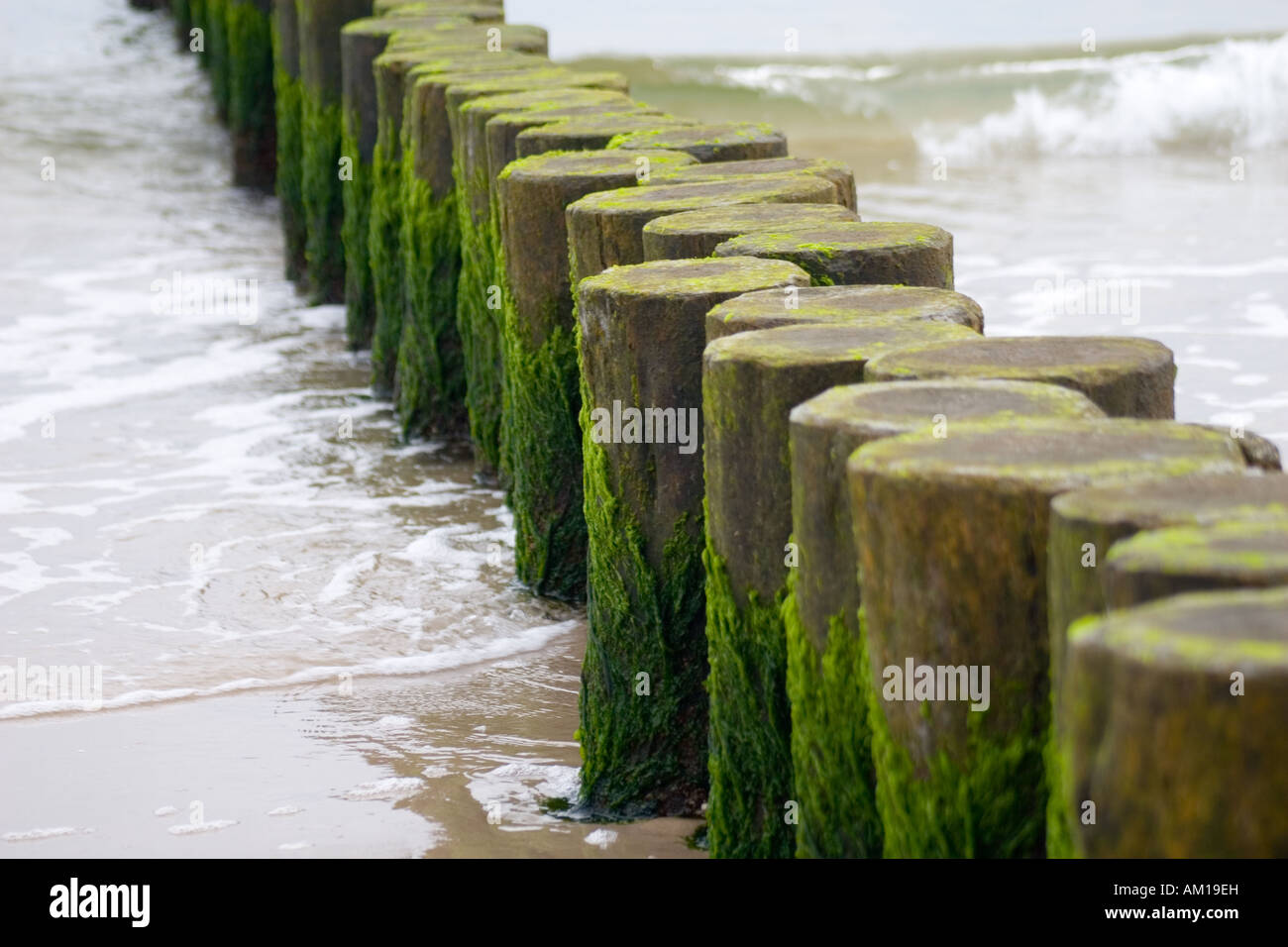 Palisaden, höchsten, Mecklenburg-Vorpommern, Deutschland Stockfoto