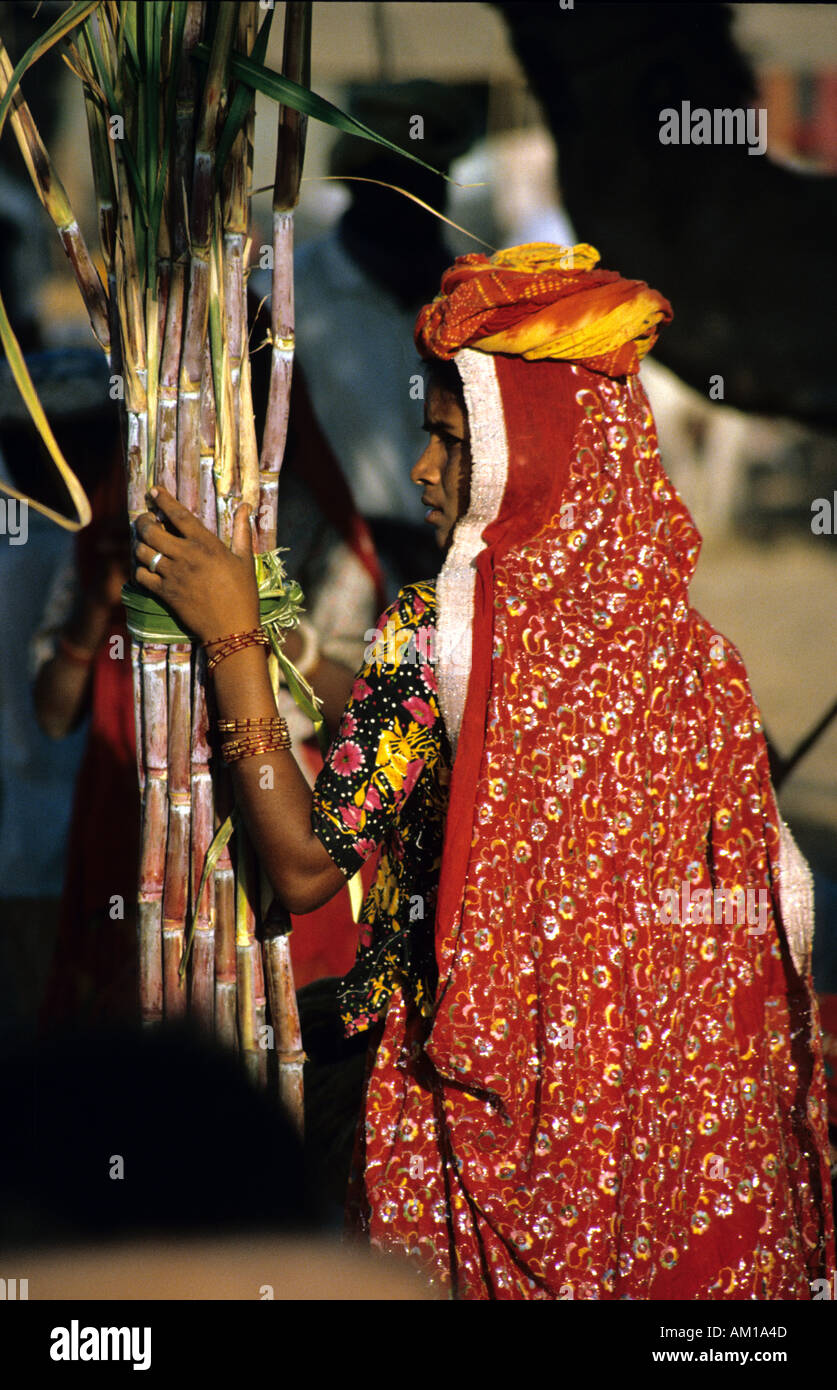 Indische Frau Zuckerrohr trägt einen feinen rot und Gold sammeln Sari in Rajasthan, Indien Stockfoto
