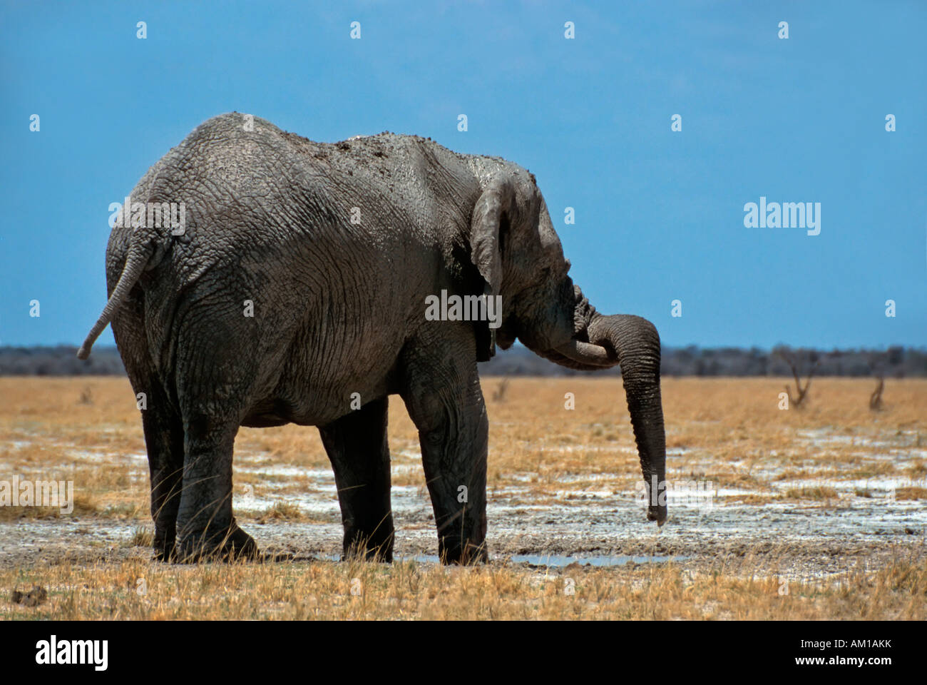 Elefantenbullen (Loxodonta Africana) mit Stamm hängend über seine Tusk an der Wasserstelle - Stockfoto