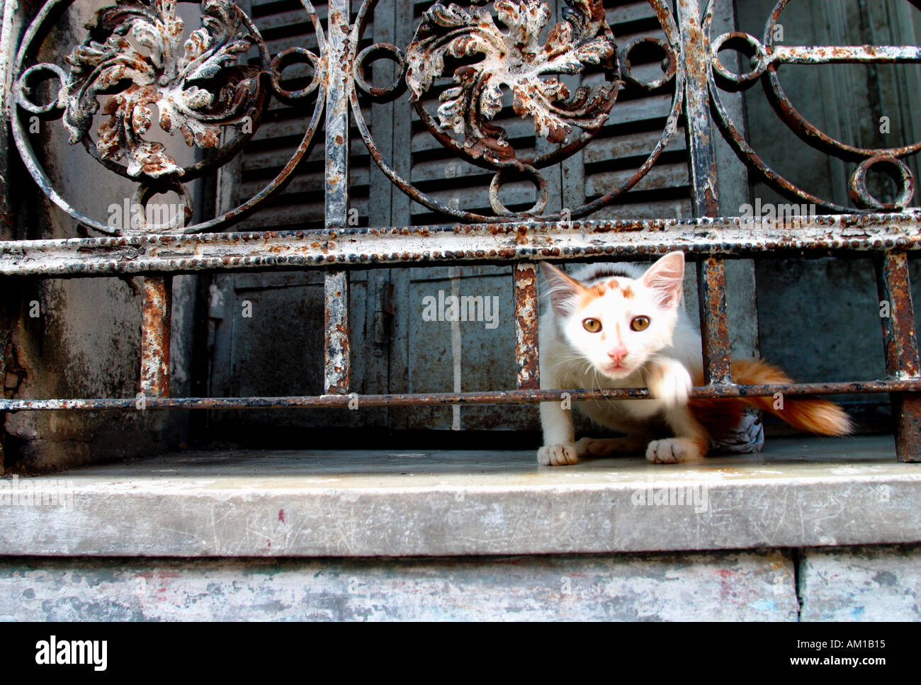 Katze im Stadtteil San Telmo-Buenos Aires-Argentinien Stockfoto