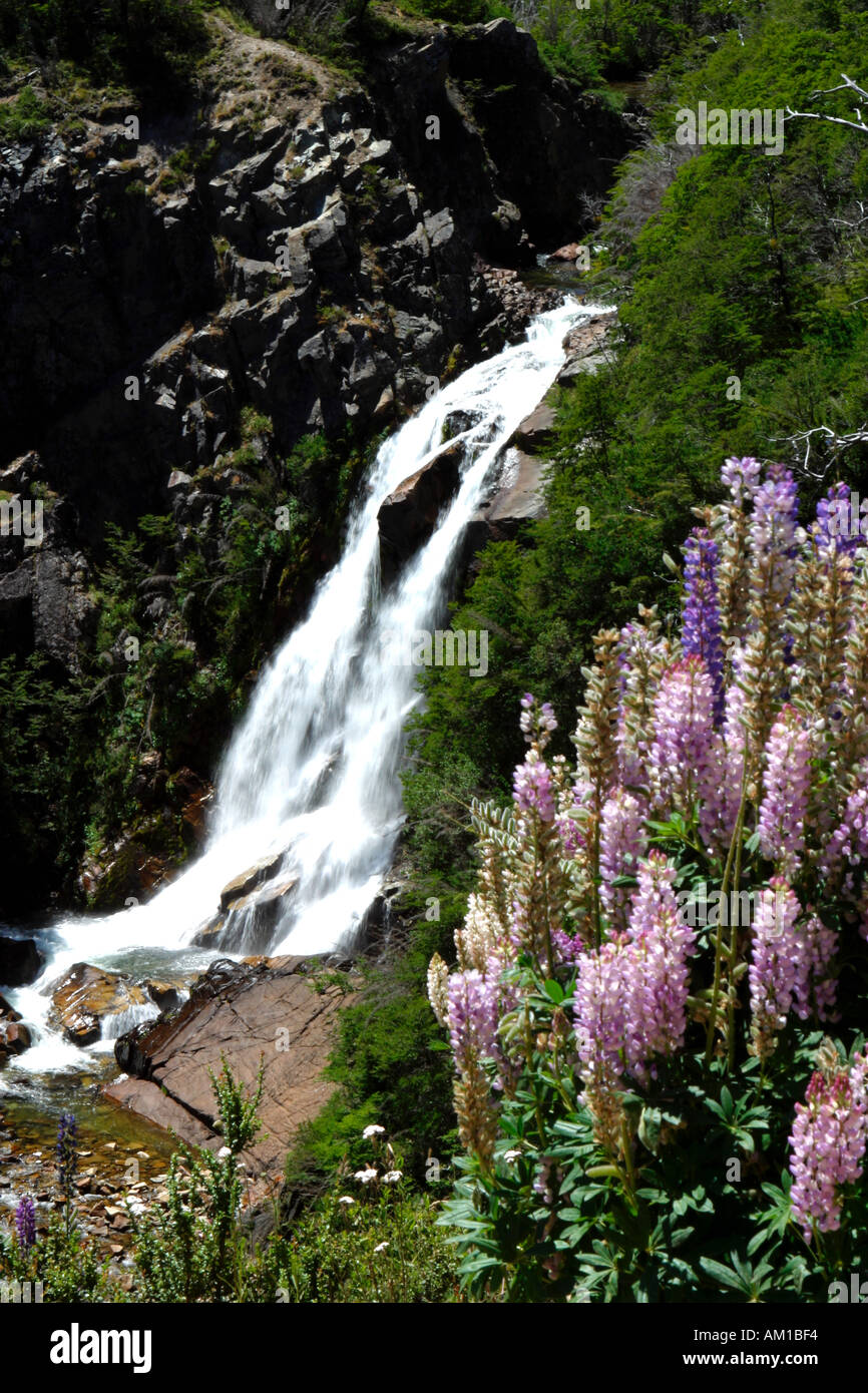 Wasserfall mit Lupinen Lupinos Nahuel Huapi Nationalpark in der Nähe von San Martin De Los Andes Patagonien Argentinien Stockfoto