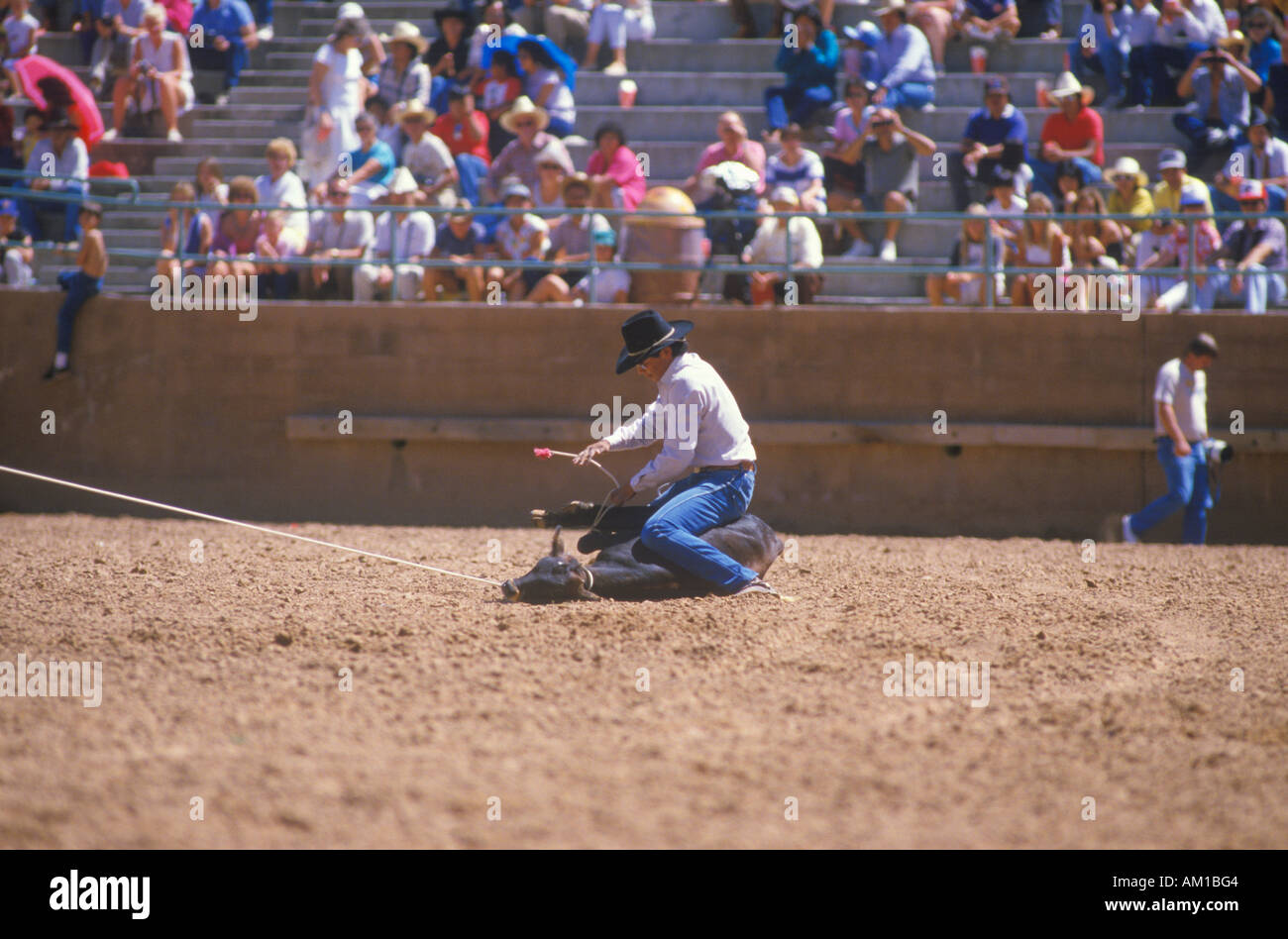Kalb roping Inter Tribal zeremonielle indischer Rodeo Gallup NM Stockfoto